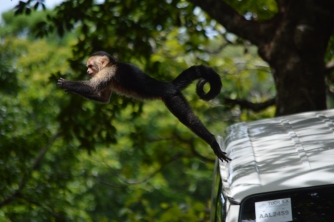 Mayan Eden Zipline – Roatan Eco Park Adventure